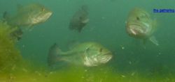 the gathering.Large mouth bass and bluegill photographed ... by Barry Kirchner 
